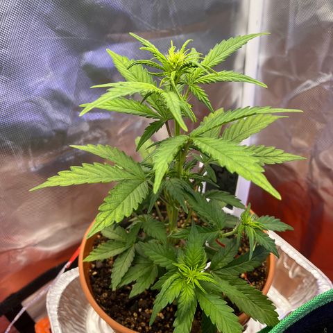Cuba libre  growlog photo: Day 35