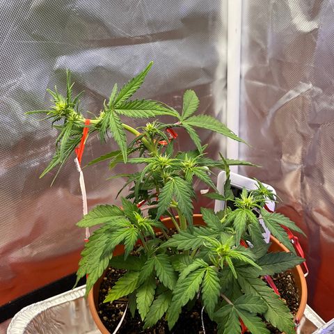 Cuba libre  growlog photo: Day 36. Started some LST 