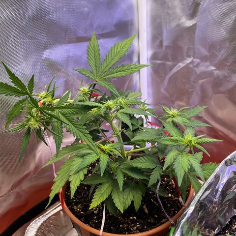 Cuba libre  growlog timeline photo