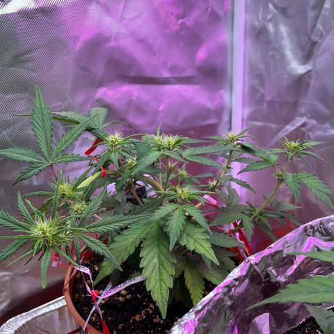 Cuba libre  growlog timeline photo