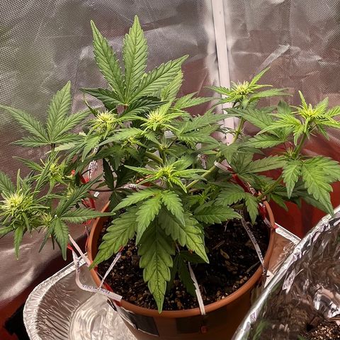 Cuba libre  growlog timeline photo