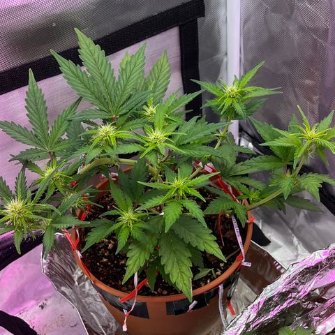 Cuba libre  growlog photo: Day 40
