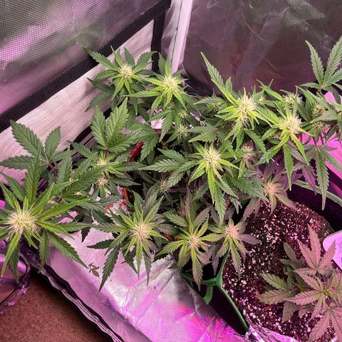 Cuba libre  growlog timeline photo