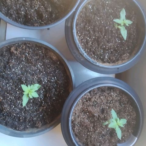 Primeira Prenseed growlog timeline photo