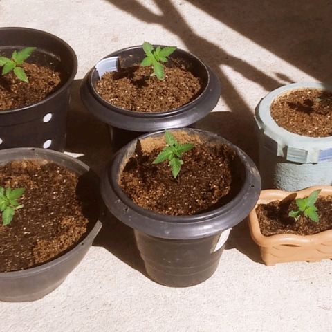 Primeira Prenseed growlog timeline photo