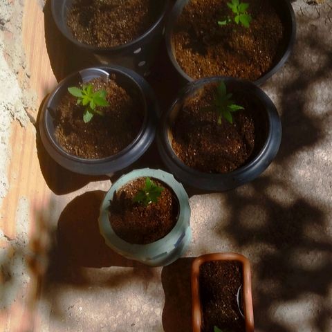 Primeira Prenseed growlog timeline photo