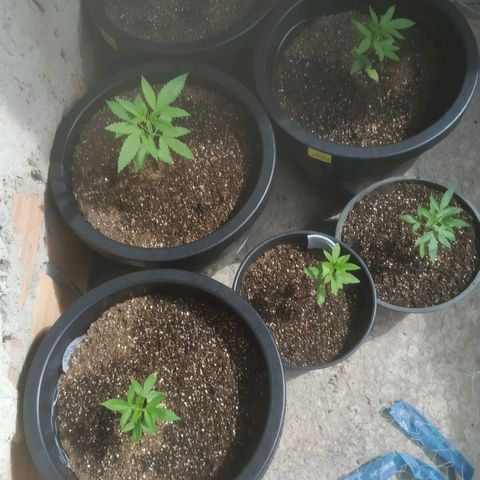 Primeira Prenseed growlog timeline photo