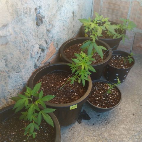 Primeira Prenseed growlog timeline photo