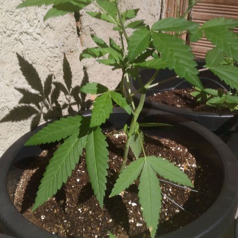 Primeira Prenseed growlog timeline photo