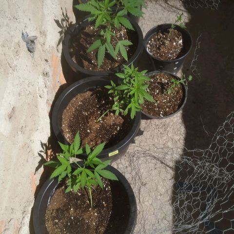Primeira Prenseed growlog timeline photo