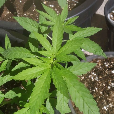 Primeira Prenseed growlog timeline photo