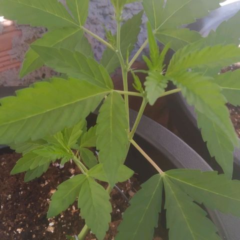 Primeira Prenseed growlog timeline photo