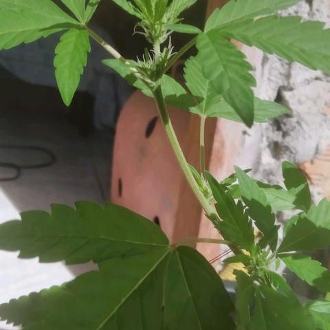 Primeira Prenseed growlog timeline photo