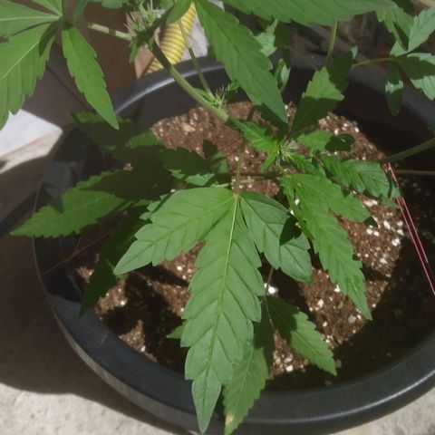 Primeira Prenseed growlog timeline photo