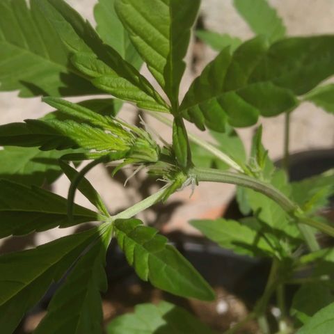Primeira Prenseed growlog timeline photo