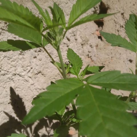Primeira Prenseed growlog timeline photo