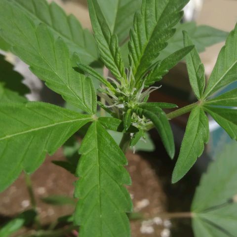 Primeira Prenseed growlog timeline photo