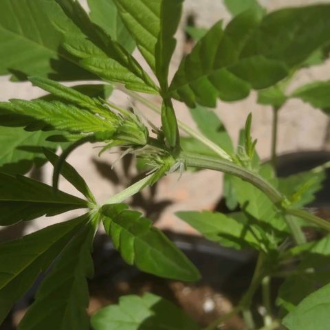 Primeira Prenseed growlog timeline photo