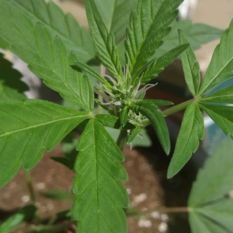 Primeira Prenseed growlog timeline photo