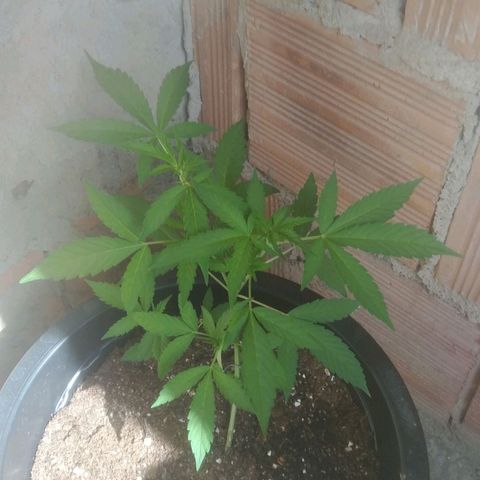 Primeira Prenseed growlog timeline photo
