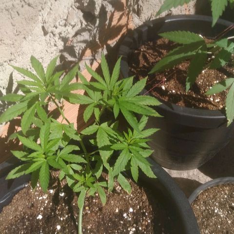 Primeira Prenseed growlog timeline photo