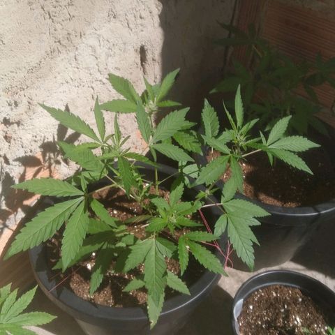 Primeira Prenseed growlog timeline photo