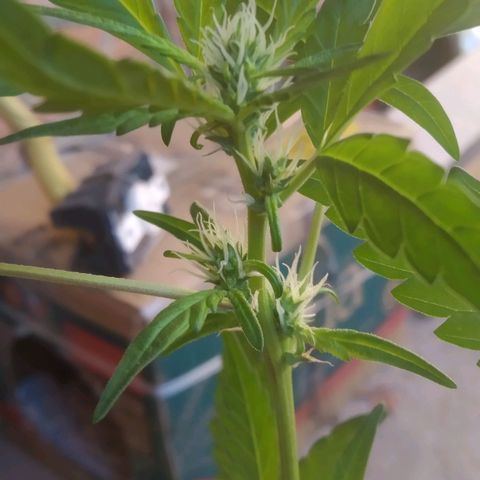 Primeira Prenseed growlog timeline photo