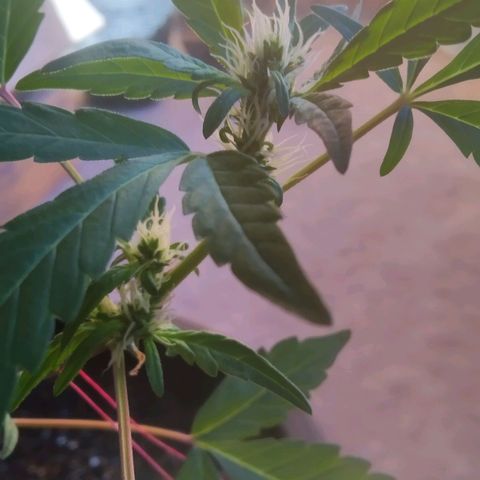 Primeira Prenseed growlog timeline photo