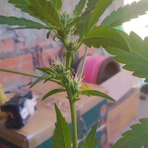 Primeira Prenseed growlog timeline photo