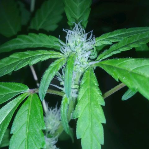 Primeira Prenseed growlog timeline photo