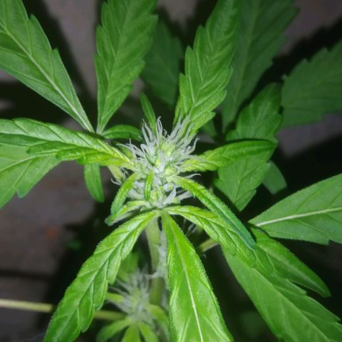 Primeira Prenseed growlog timeline photo