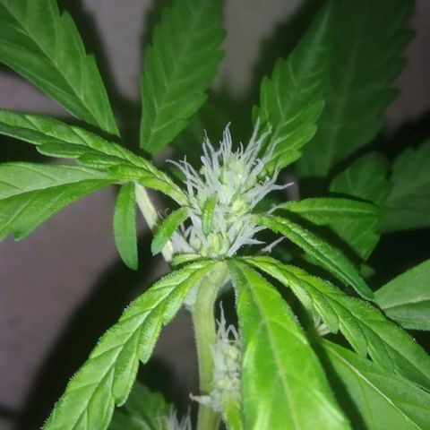 Primeira Prenseed growlog timeline photo