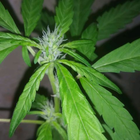 Primeira Prenseed growlog timeline photo