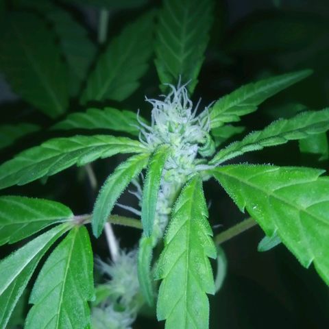 Primeira Prenseed growlog timeline photo