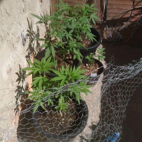 Primeira Prenseed growlog timeline photo