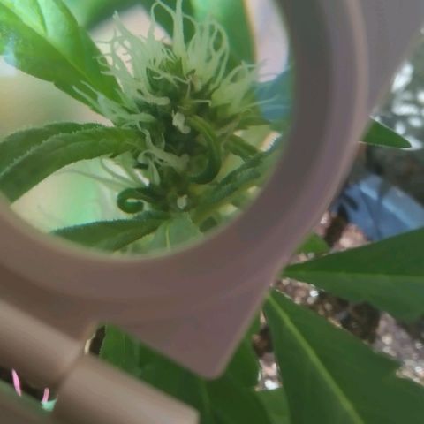 Primeira Prenseed growlog timeline photo