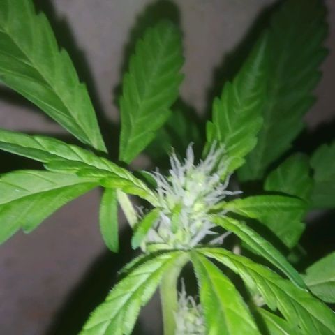 Primeira Prenseed growlog timeline photo