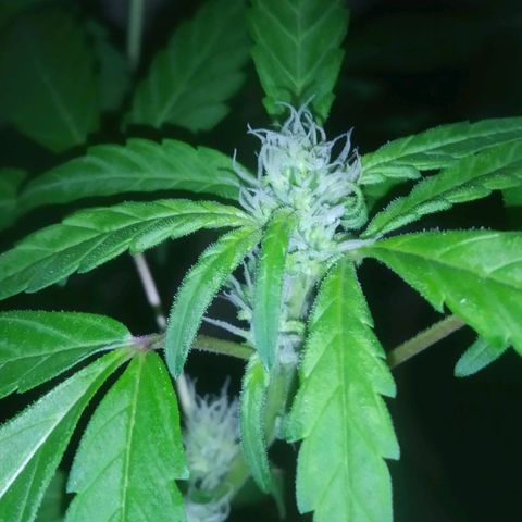 Primeira Prenseed growlog timeline photo