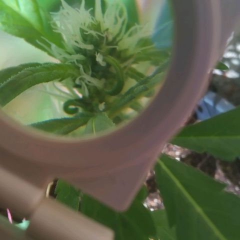 Primeira Prenseed growlog timeline photo
