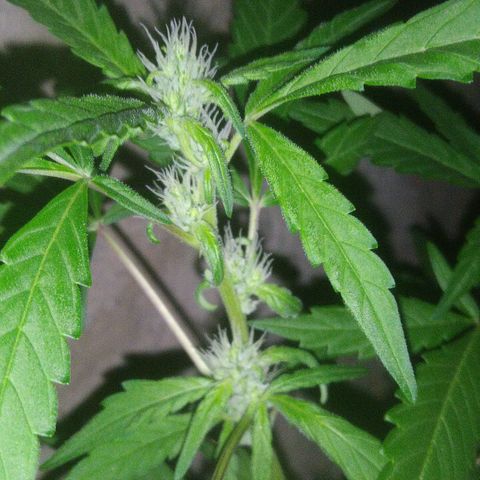 Primeira Prenseed growlog timeline photo