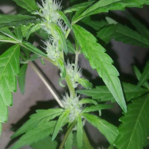 Primeira Prenseed growlog timeline photo