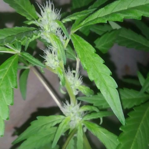 Primeira Prenseed growlog timeline photo