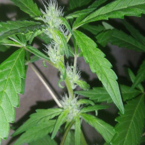Primeira Prenseed growlog timeline photo