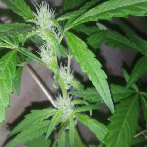 Primeira Prenseed growlog timeline photo