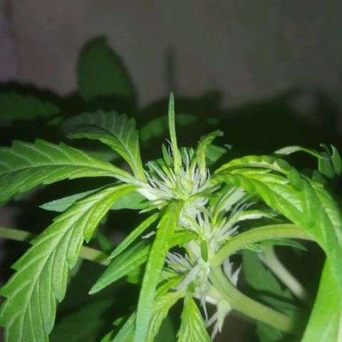Primeira Prenseed growlog timeline photo