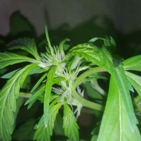 Primeira Prenseed growlog timeline photo