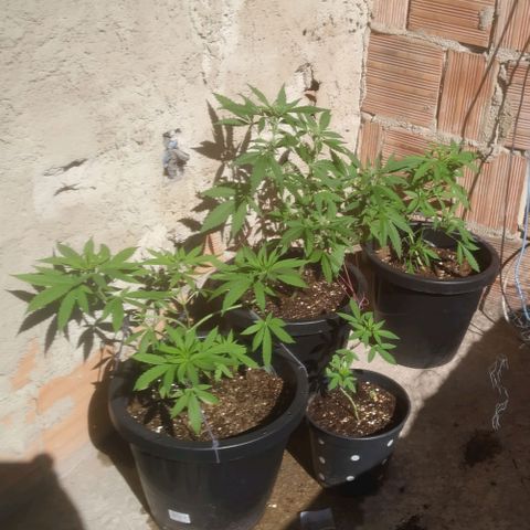 Primeira Prenseed growlog timeline photo
