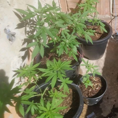Primeira Prenseed growlog timeline photo