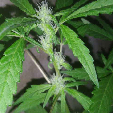 Primeira Prenseed growlog timeline photo