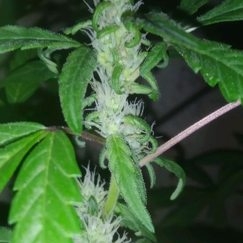 Primeira Prenseed growlog timeline photo